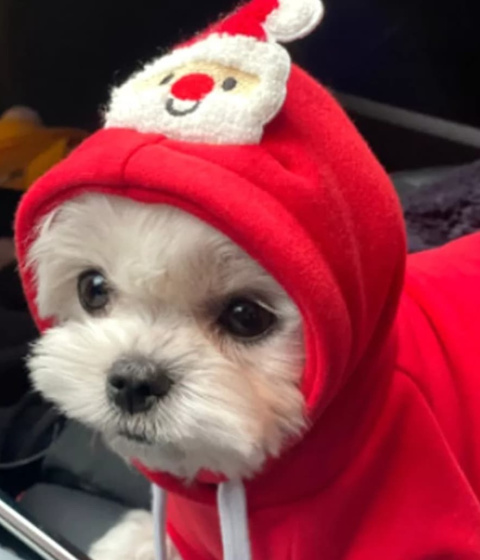 SANTAS COMING bluza z ozdobnym kapturem dla psa lub kota SANTAS COMING bluza z ozdobnym kapturem dla psa lub kota