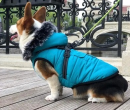 Ocieplana zimowa kurtka z kapturem i szelkami dla psa lub kota PETSOO jasnoniebieska