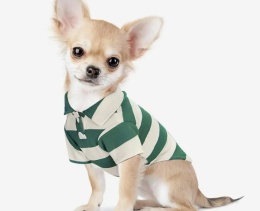 Bluzka w paski dla psa lub kota POLO zielona