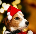 Czapka Świętego Mikołaja dla psa lub kota z pomponem SANTAS HAT czerwona