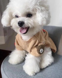 EXCLUSIVE wełniany sweter miś dla psa lub kota