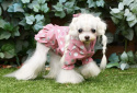 Kurtka przeciwdeszczowa dla psa Pinkaholic THRODORA różowa