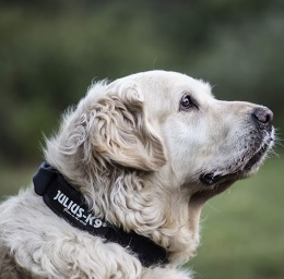 Obroża dla dużych psów, z uchwytem i blokadą bezpieczeństwa JULIUS K9 czarna