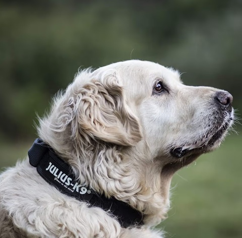 Obroża dla dużych psów, z uchwytem i blokadą bezpieczeństwa JULIUS K9 czarna