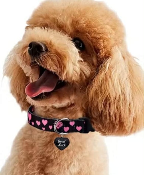 Obroża taśmowa dla psa lub kota GOOD LUCK czarna