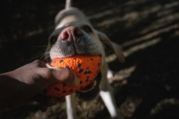 Zabawka aportowa dla psa RUGBY STRONG