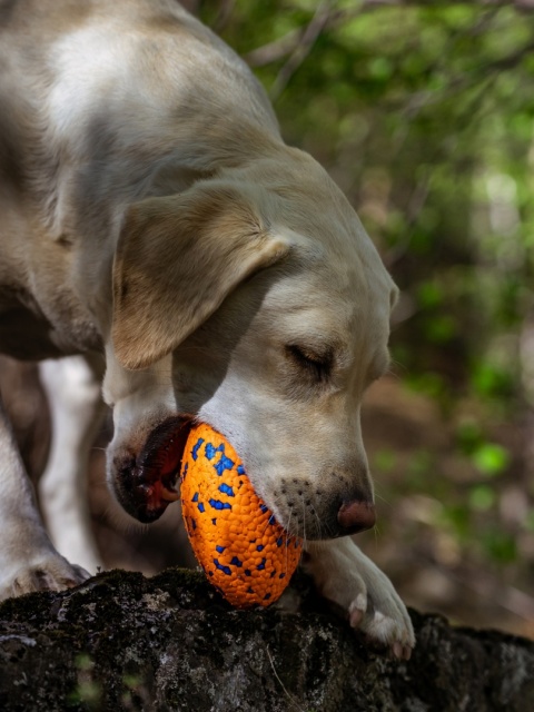 Zabawka aportowa dla psa RUGBY STRONG
