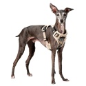 Szelki bezuciskowe guard PUPPIA HARNESS beżowe